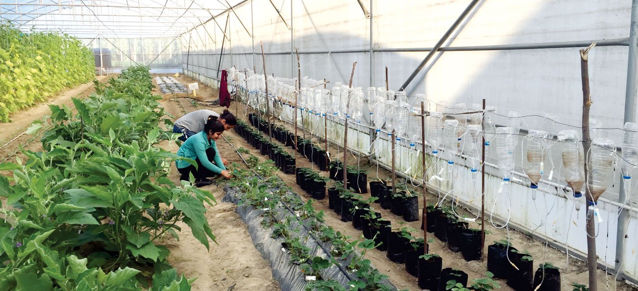 Hi-Tech Polyhouse LPU